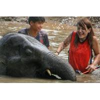 Full-Day Visit to Elephant Retirement Park including Buffet Lunch in Chiang Mai