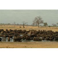 Full-Day Hwange National Park Tour from Victoria Falls