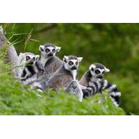 full day antananarivo ambohimanga and lemurs park private tour