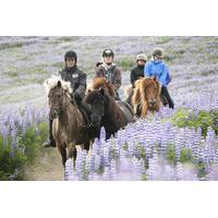 Full Day Horse Riding and Glacier River Rafting from Reykjavik