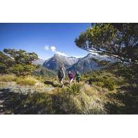 full day routeburn track key summit guided walk from te anau