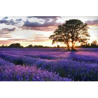 full day provencal villages and lavender fields walking tour from avig ...