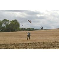 full day falconry experience at the falconry school