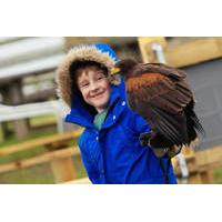 full day medieval falconry experience at hedingham castle