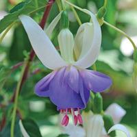 Fuchsia \'Delta\'s Sarah\' (Hardy) - 5 fuchsia Postiplug plants