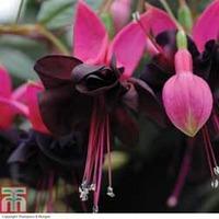 fuchsia blacky 10 fuchsia postiplug plants