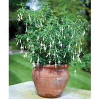 Fuchsia \'Hawkshead\' (Hardy) (Large Plant) - 3 x 1 litre potted fuchsia plants