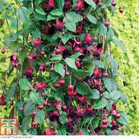 Fuchsia \'Lady in Black\' - 5 fuchsia Postiplug plants + 1 tower pot pack