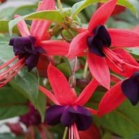 Fuchsia \'Lady Boothby\' (Hardy) - 3 fuchsia jumbo plug plants