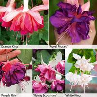 Fuchsia \'Giant Marbled\' Collection - 20 fuchsia Postiplug plants - 4 of each variety
