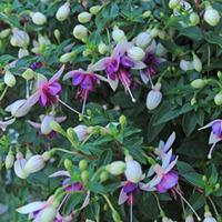 Fuchsia \'La Campanella\' - 5 fuchsia Postiplug plants