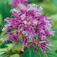 fuchsia arborescens 2 fuchsia jumbo plug plants