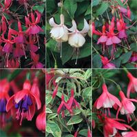 fuchsia hardy mix large plant 6 x 2 litre potted plants