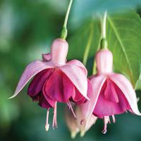 Fuchsia \'Garden News\' - 5 fuchsia Postiplug plants