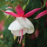 Fuchsia \'Beauty Queen\' - 9 fuchsia Postiplug plants