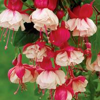 Fuchsia \'Swingtime\' - 5 fuchsia Postiplug plants