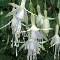 Fuchsia \'Hawkshead\' (Hardy) - 3 fuchsia Postiplug plants