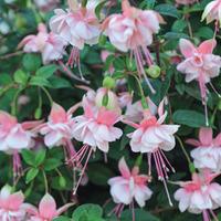 Fuchsia \'Southgate\' - 5 fuchsia Postiplug plants