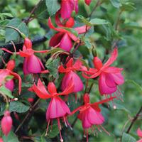 Fuchsia \'Pink Fizz\' - 5 fuchsia Postiplug plants