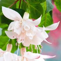 Fuchsia \'White King\' - 5 fuchsia Postiplug plants