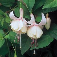 Fuchsia \'Annabel\' (Large Plant) - 1 x 2 litre potted fuchsia plant