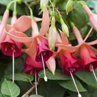 fuchsia vanessa jackson 10 fuchsia jumbo plug plants