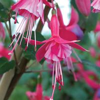 Fuchsia \'Shrimp Cocktail\' - 3 fuchsia Postiplug plants