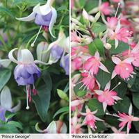 fuchsia royal collection 5 fuchsia postiplug plants mix of both variet ...