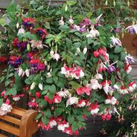 fuchsia lucky dip 1 fuchsia lucky dip