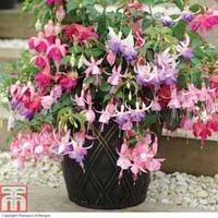 Fuchsia \'3-in-1 Pot\' - 1 x 9cm potted fuchsia plant + 1 half tower pot pack