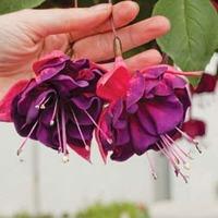 Fuchsia \'Purple Rain\' - 10 fuchsia Postiplug plants
