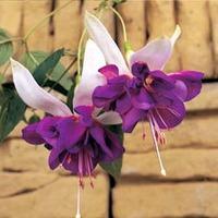 Fuchsia \'Giants Deep Purple\' - 5 fuchsia Postiplug plants