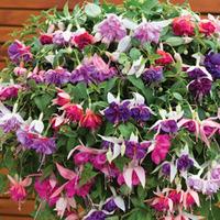 Fuchsia \'Giants Collection\' - 1 x Complete Fuchsia Collection