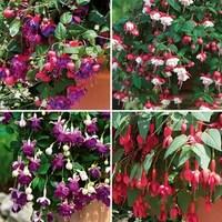 fuchsia trailing 6 large plants