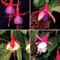 fuchsia hardy 6 large plants