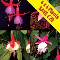 Fuchsia (Hardy) 24 Large Plants