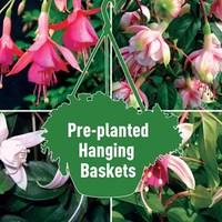 Fuchsia Trailing Mix 2 Hanging Baskets
