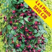 Fuchsia (Climbing) Lady In Black 24 Large Plants