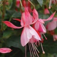 fuchsia shrimp cocktail 5 fuchsia plug plants