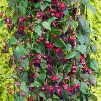 Fuchsia \'Lady in Black\' (Climbing) - 10 fuchsia plug plants