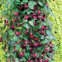 Fuchsia (Climbing) Lady In Black 6 Large Plants