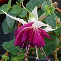 Fuchsia \'Spanish Sangria\' - 5 fuchsia plug plants