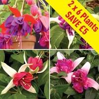 fuchsia giant 12 large plants