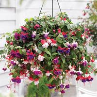 Fuchsia \'Trailing Mix\' Pre-planted Hanging Basket - 1 pre-planted fuchsia basket