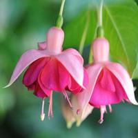 Fuchsia \'Garden News\' - 10 fuchsia plug plants