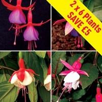 fuchsia hardy 12 large plants