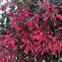 Fuchsia \'Eruption\' - 1 fuchsia plant in 7cm pot