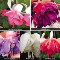 Fuchsia \'Giant Marbled Collection\' - 20 fuchsia plug plants - 4 of each variety