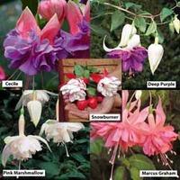Fuchsia \'Five Star Giants Collection\' - 20 fuchsia plug plants - 4 of each variety
