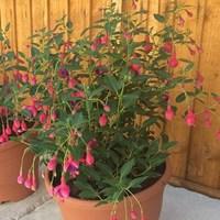 Fuchsia (Hardy) Tom Thumb 1 Pre-Planted Container